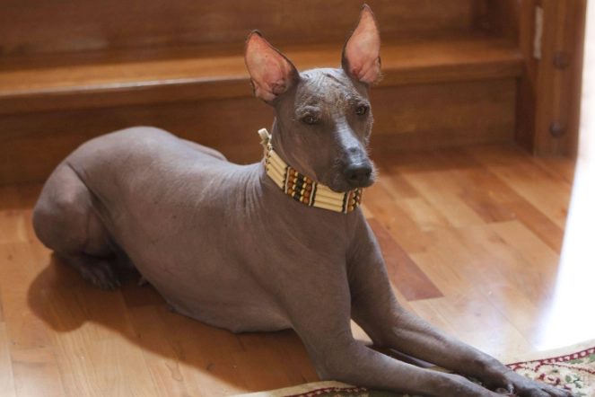 低過敏性犬種 低過敏性犬種