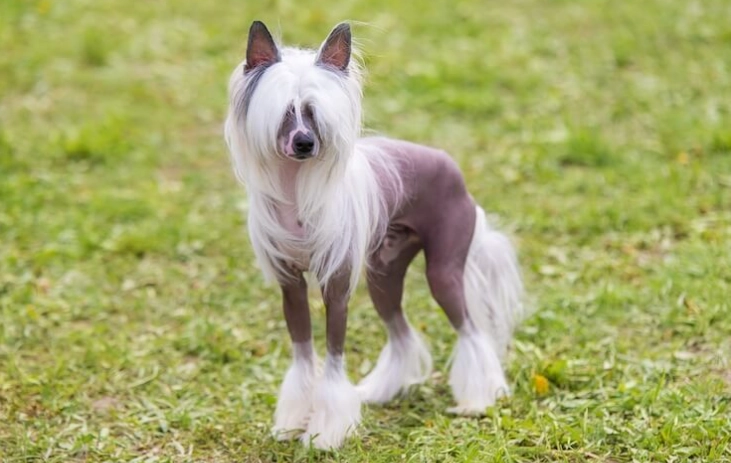大型犬掉毛問題解決 大型犬掉毛問題解決