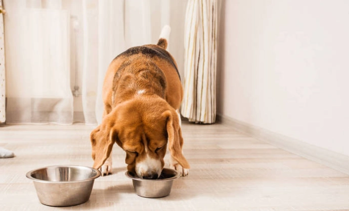 老年犬食慾不振 老年犬食慾不振