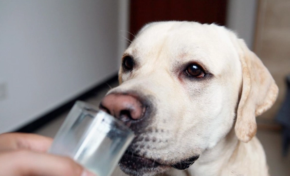 老年犬牛奶 老年犬牛奶