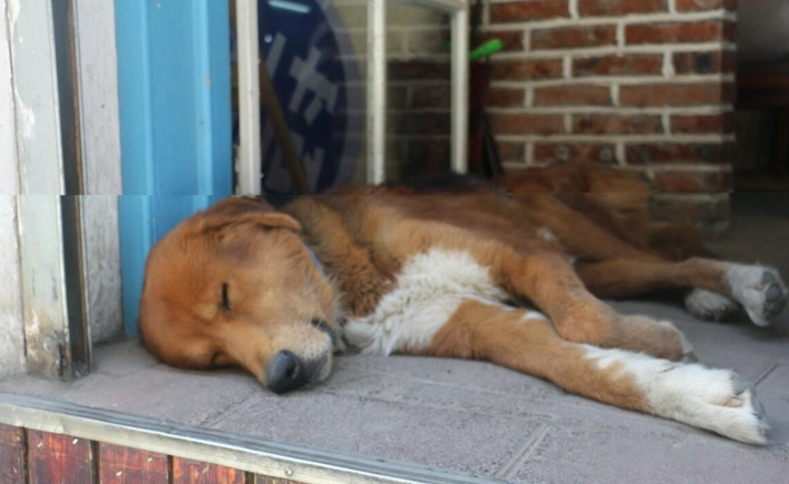 寵物睡眠異常 寵物睡眠異常