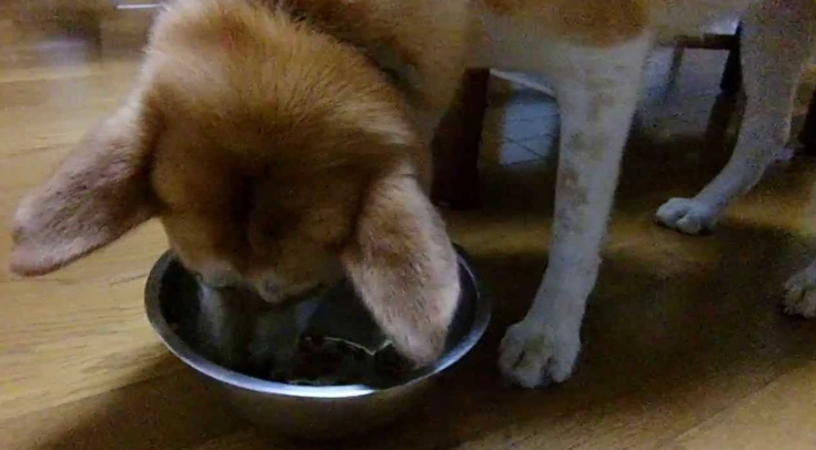 寵物中毒症狀 寵物中毒症狀