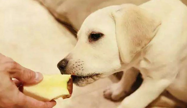 狗狗零食安全 狗狗零食安全