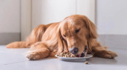 狗食馬鈴薯泥做法 狗食馬鈴薯泥做法
