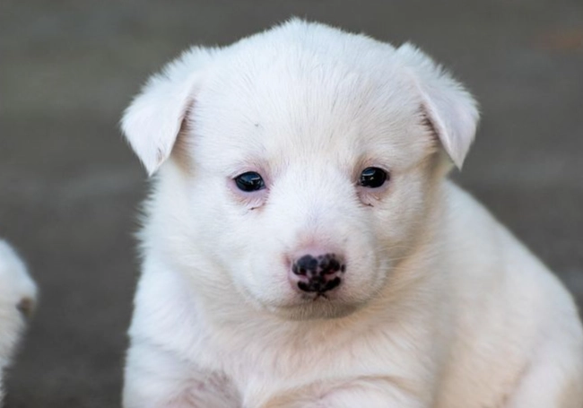 幼犬喝水異常 幼犬喝水異常