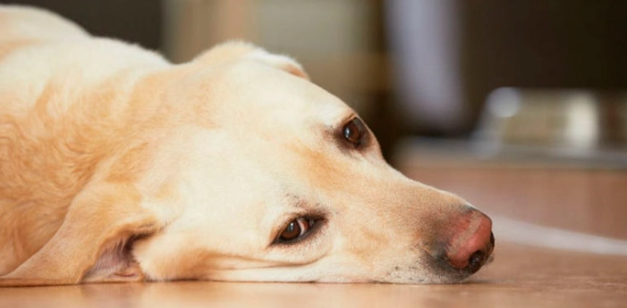 狗狗鮮食包推薦 狗狗鮮食包推薦