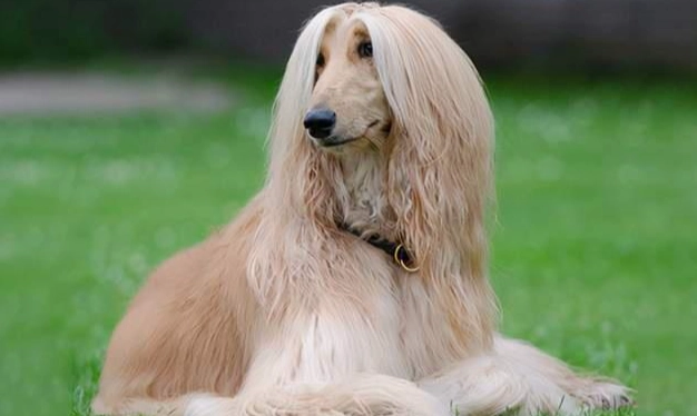 低過敏性大型犬推薦 低過敏性大型犬推薦