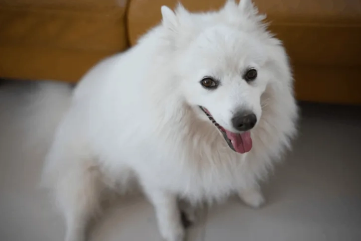 狗狗蜂蜜風險