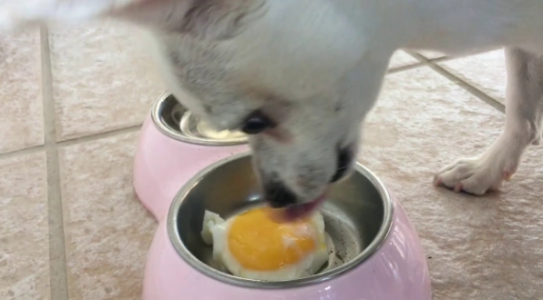狗蛋喂食建議 狗蛋喂食建議