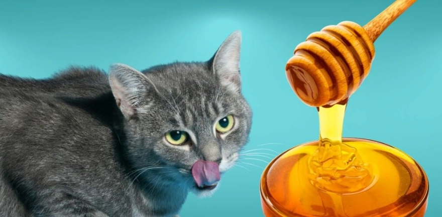 猫蜂蜜好处坏处 猫蜂蜜好处坏处