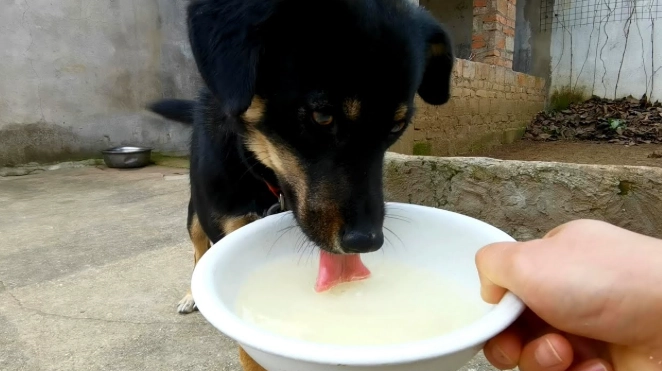 老狗喝豆漿 老狗喝豆漿