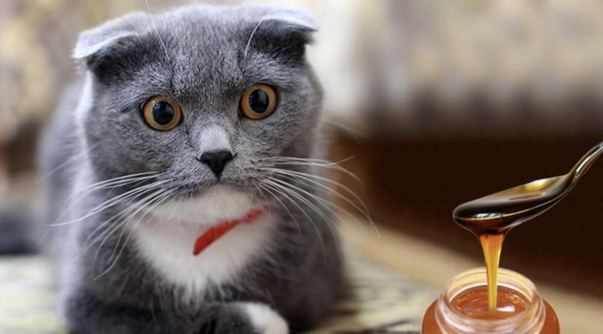 猫吃蜂蜜安全吗 猫吃蜂蜜安全吗