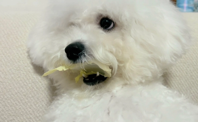 狗狗菜食譜 狗狗菜食譜