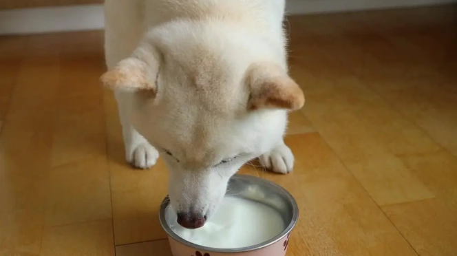 狗狗喝豆漿 狗狗喝豆漿