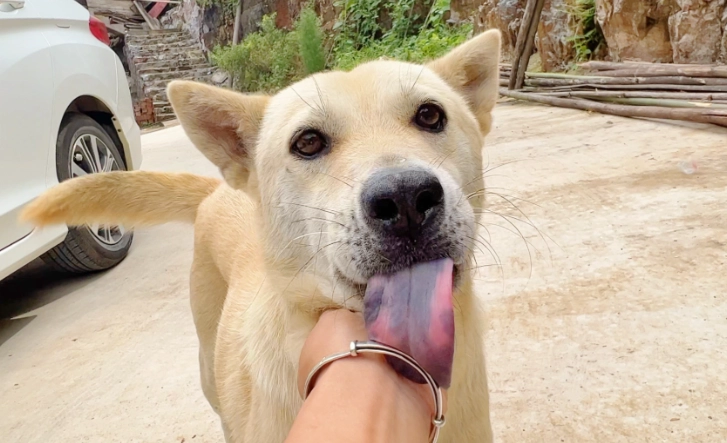 狗狗 夏威夷果 狗狗 夏威夷果