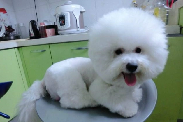 低過敏性犬種 低過敏性犬種