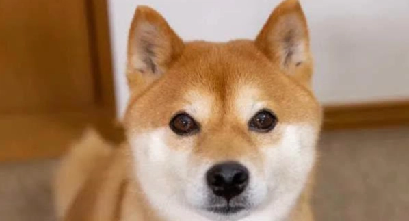 柴犬飲食安全 柴犬飲食安全