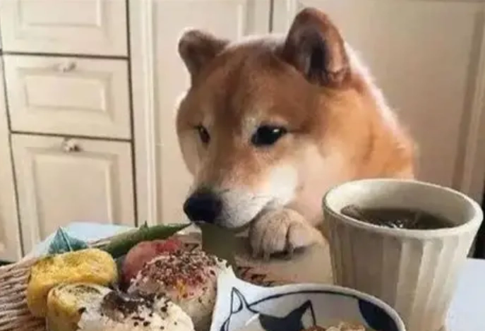 狗狗吃馬鈴薯泥 狗狗吃馬鈴薯泥