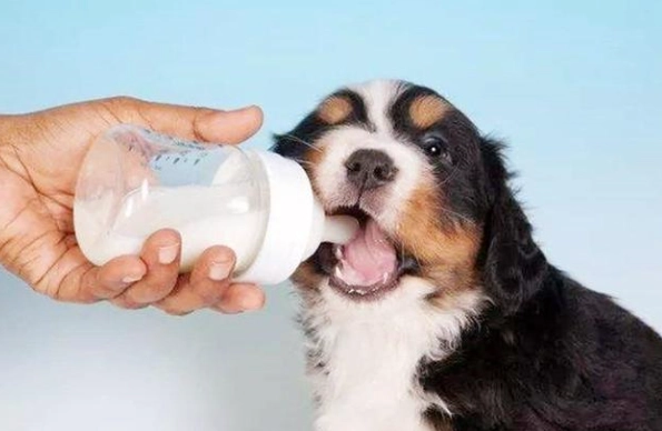 狗狗乳糖不耐症 狗狗乳糖不耐症