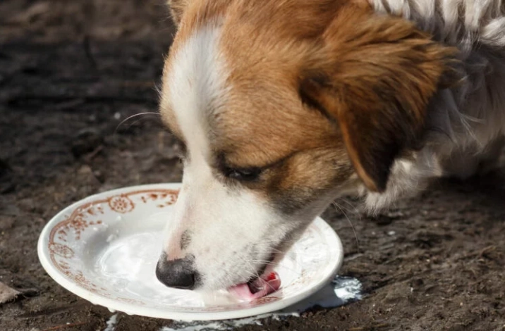 老年犬牛奶 老年犬牛奶