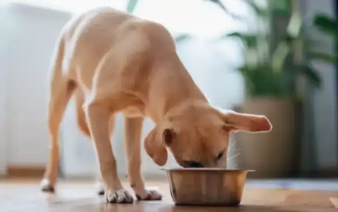 老狗不吃飯