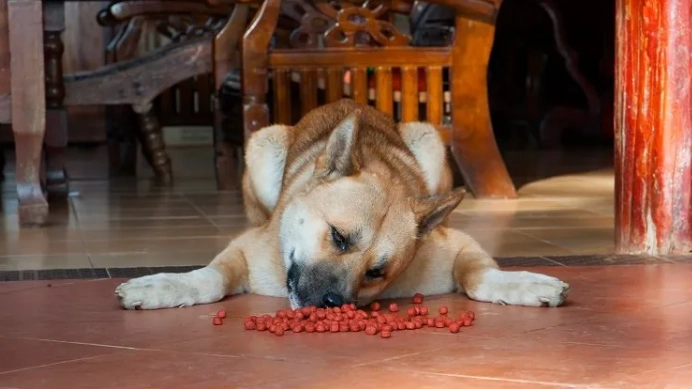 狗狗誤食八角處理 狗狗誤食八角處理