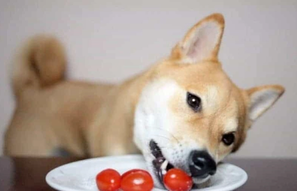 狗狗吃番茄安全嗎 狗狗吃番茄安全嗎