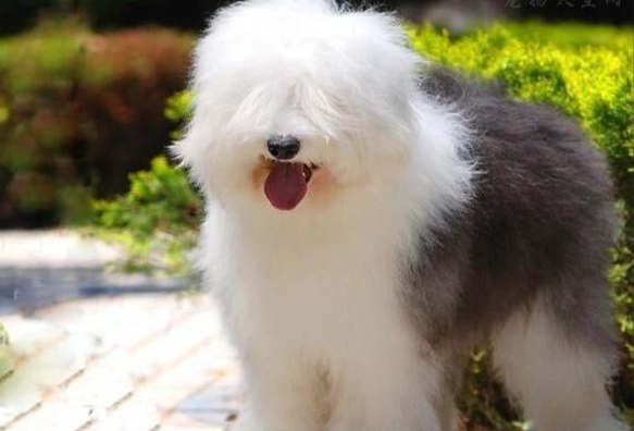不掉毛大型犬品種 不掉毛大型犬品種