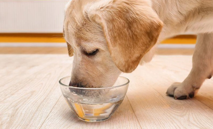 狗狗飲水安全 狗狗飲水安全
