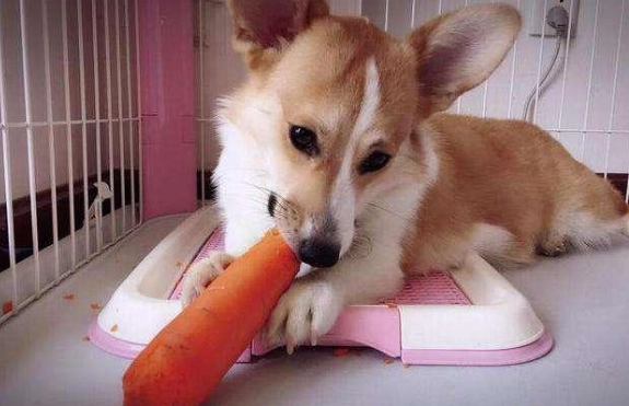 狗狗吃胡蘿蔔 狗狗吃胡蘿蔔