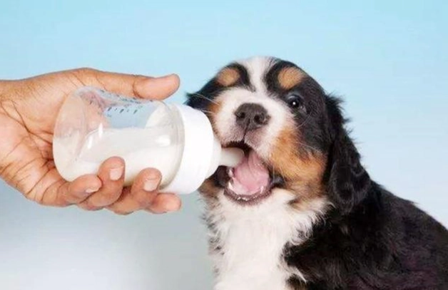 幼犬飲食禁忌