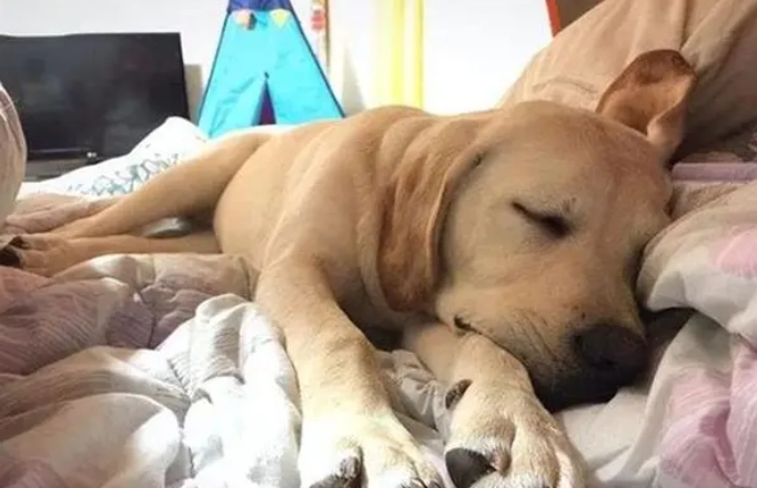 寵物睡眠異常 寵物睡眠異常