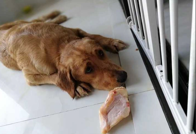 狗狗飲食禁忌 狗狗飲食禁忌