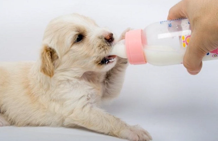 幼犬飲食禁忌 幼犬飲食禁忌