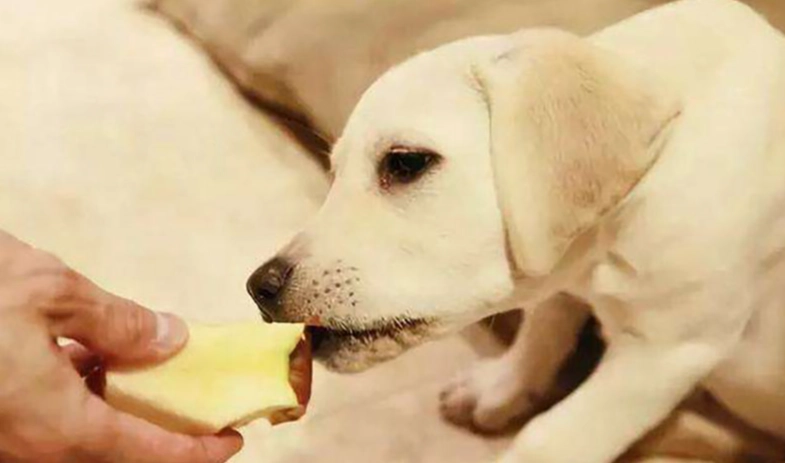 狗狗吃薑安全嗎
