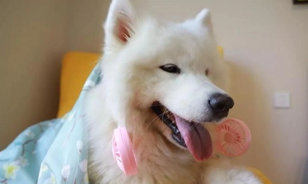 狗狗蜂蜜風險