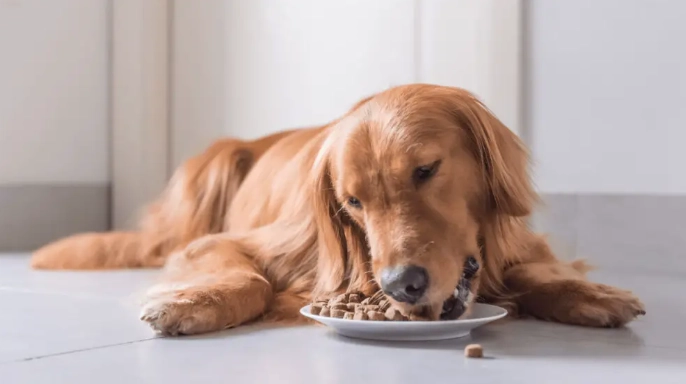 狗狗誤食八角處理 狗狗誤食八角處理