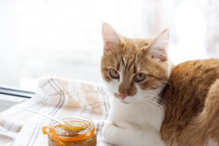 猫饮食禁忌 猫饮食禁忌