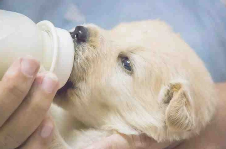 幼犬喝牛奶 幼犬喝牛奶