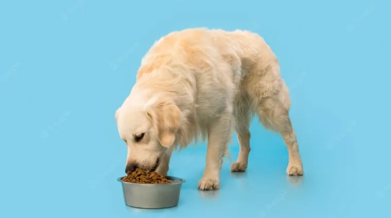 寵物厭食處理 寵物厭食處理