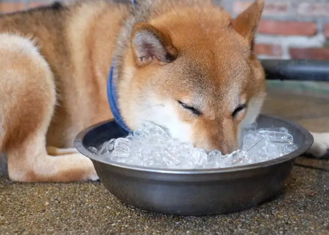 狗狗吃冰安全 狗狗吃冰安全