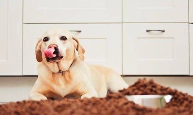 狗狗零食安全 狗狗零食安全