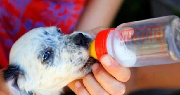 狗狗乳糖不耐症 狗狗乳糖不耐症