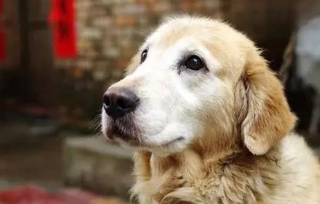 狗狗吃金針菇 狗狗吃金針菇