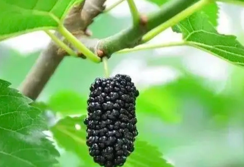 桑椹對狗的好處 桑椹對狗的好處