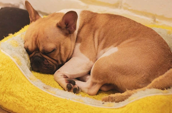 狗狗睡眠習慣 狗狗睡眠習慣