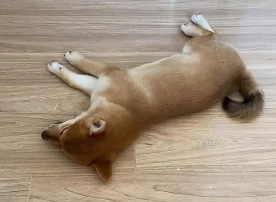 寵物睡眠地點 寵物睡眠地點