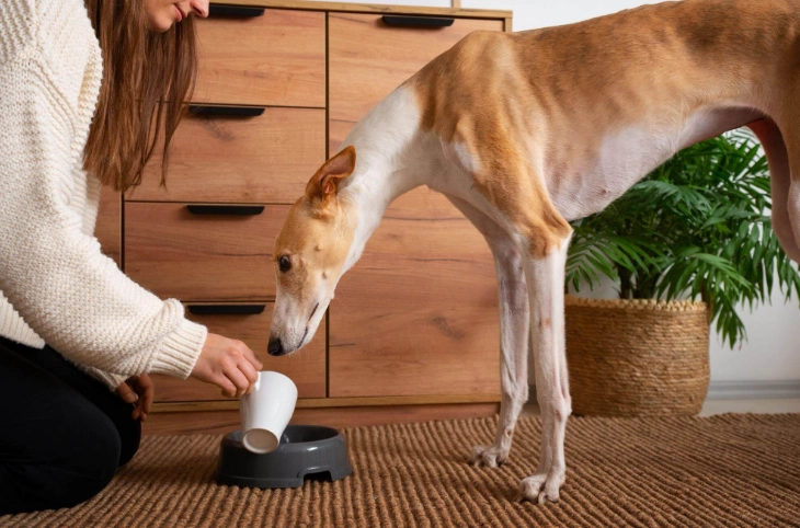 老年犬食慾不振 老年犬食慾不振