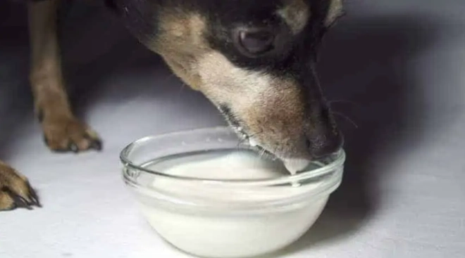 老狗喝豆漿 老狗喝豆漿
