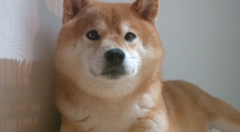 柴犬水果餵食 柴犬水果餵食